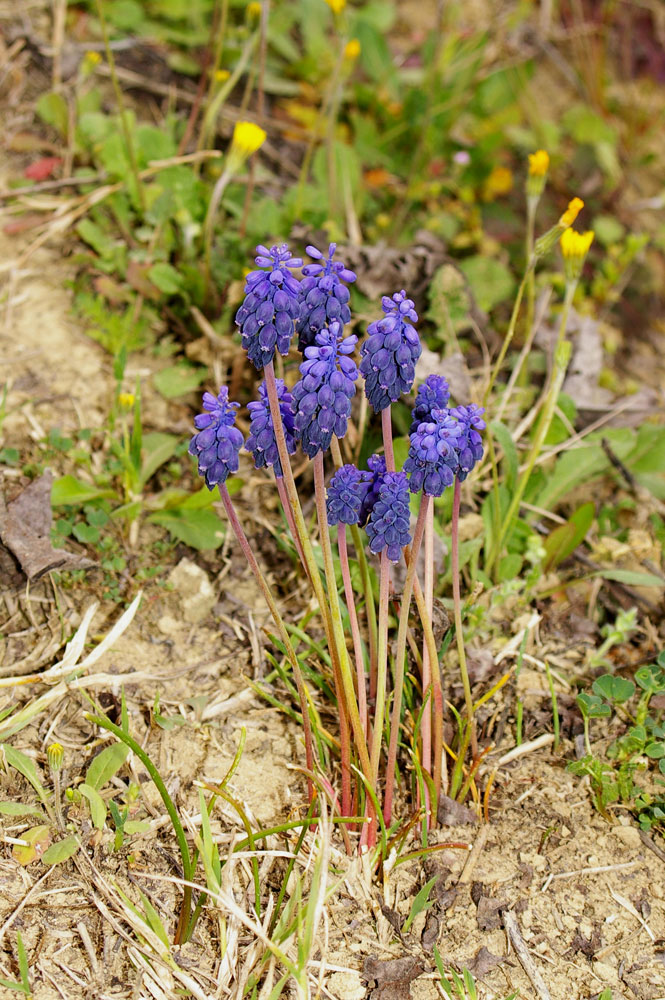 Chiave per le Muscari della Puglia